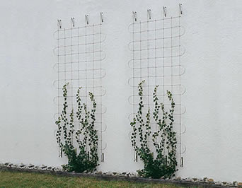 Duas fachadas greening pequenas com testes padrões quadrados são usadas para incentivar plantas de escalada.