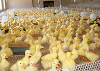 A rede plástica das aves domésticas da resistência de desgaste para a alimentação do pato da galinha e o animal protegem