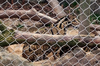 Um leopardo é encerrado pela malha de aço inoxidável atada do jardim zoológico do cabo