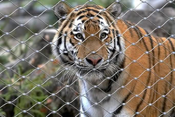 Um tigre está olhando fixamente para fora através do furo do tipo malha de aço inoxidável da virola do jardim zoológico do cabo