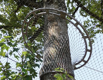 A articulação entre a rede do aviário e uma árvore alta é uma rede densa que impeça eficazmente pássaros do voo para fora.