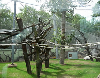 Uma grande rede do aviário que mede sobre muitas árvores ao permite que os pássaros tenham a sala ampla voar para a frente e para trás.